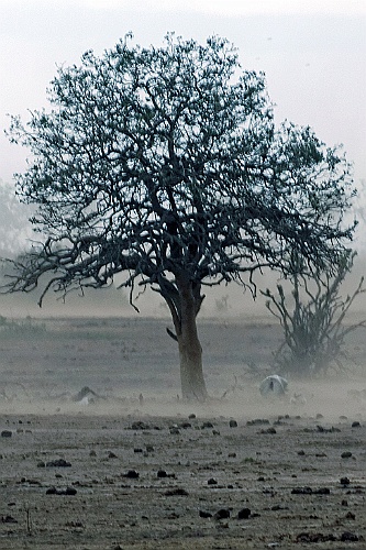 Kenia (405)